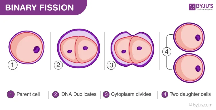 Binary fission